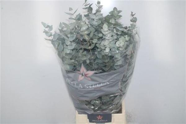 Vollsortiment - Eucalyptus gunii CINEREA - 1 Bund